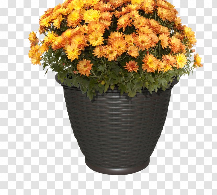Chrysanthemum Flower Orange Plant Clip Art - Daisy Family Transparent PNG