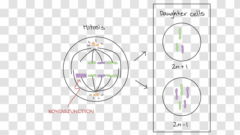 Mitosis Prophase Meiosis Chromosome Anaphase - Down Syndrome Transparent PNG