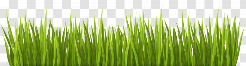 Lawn Garden Clip Art - Green - Grass Transparent PNG