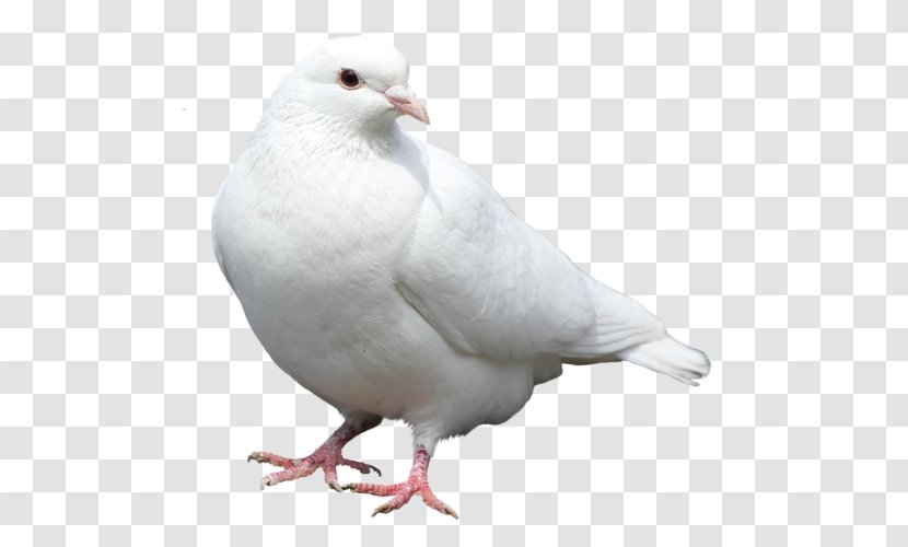 Columbidae Stock Dove Bird Domestic Pigeon Transparent PNG