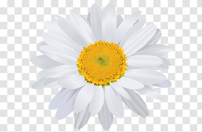 Clip Art Image Free Content - Museum - Whitedaisy Transparent PNG