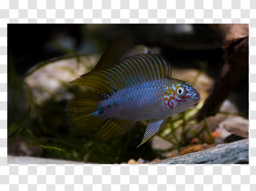 Yellow Dwarf Cichlid Agassiz's Cockatoo Nannacara - Fish Transparent PNG