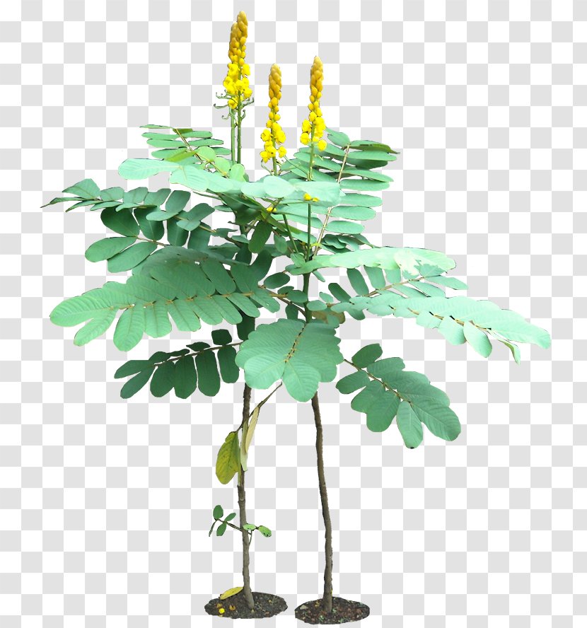 Senna Alata Golden Shower Tree Herb Hebecarpa Plant - Tropical Transparent PNG