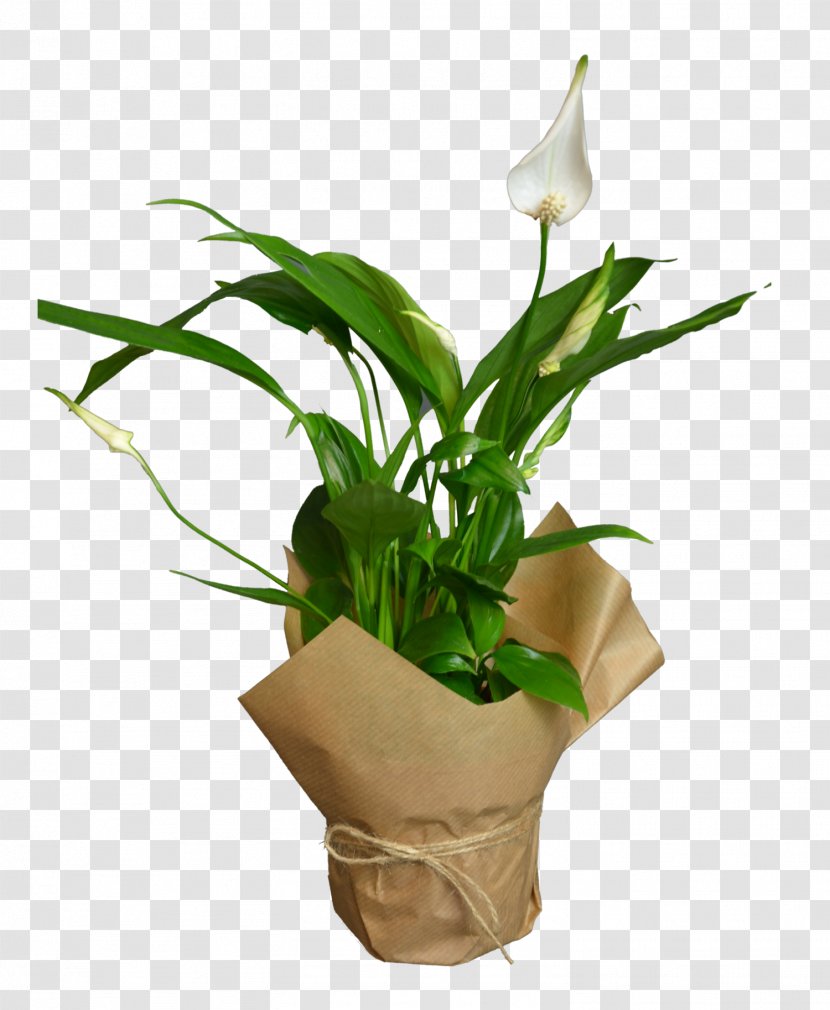 White Lily Flower - Giant Arum - Morning Glory Vase Transparent PNG