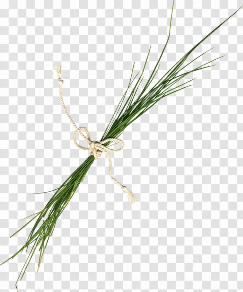Twig Plant Stem Grasses Commodity - Family - Lace Bubbles Transparent PNG