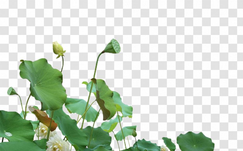 Nelumbo Nucifera Download Computer File - Highdefinition Television - Manchu Lotus Transparent PNG