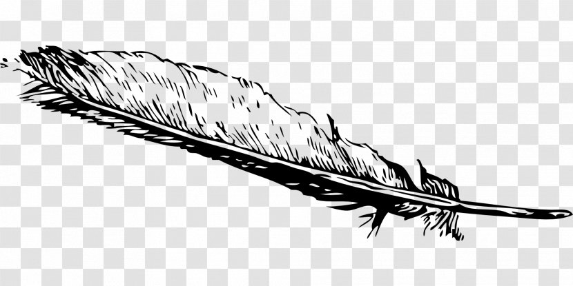 Feather Clip Art - Beak - Ostrich Transparent PNG