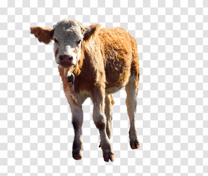 Cow Background - Cattle - Animal Figure Wildlife Transparent PNG