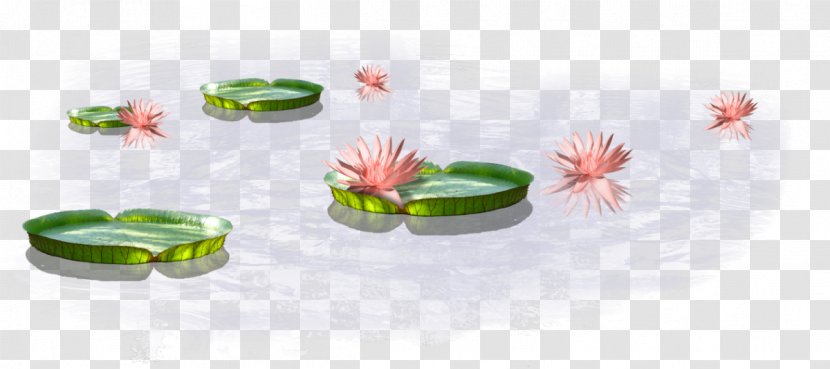 Clip Art Vector Graphics Image Algae - Aquatic Plants - Summer Water Banner Lotus Pond Transparent PNG