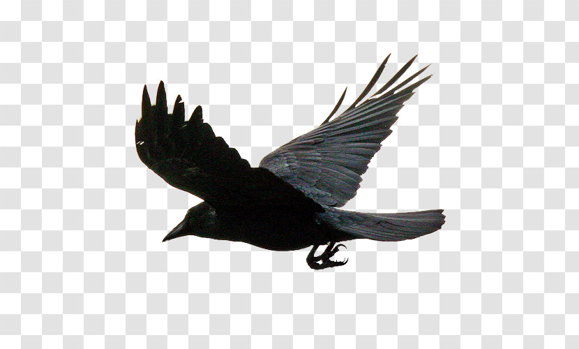 Bird Raven Wing Crow Raven Transparent PNG