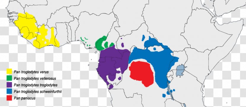 Common Chimpanzee Gorilla Bonobo Central Africa Speciation - Genetics - Orangutan Transparent PNG