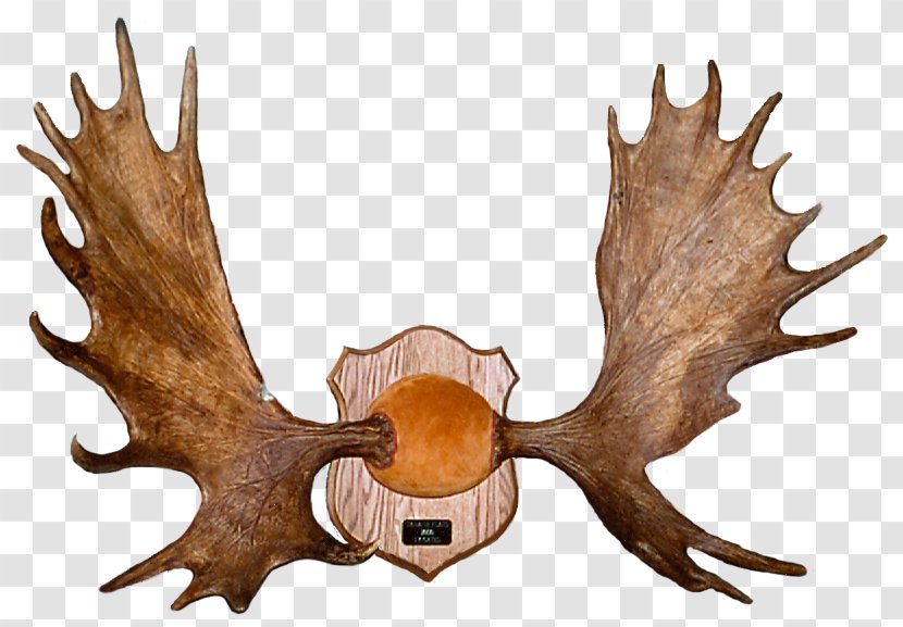 Elk Antler Deer Alaska Moose Horn Transparent PNG