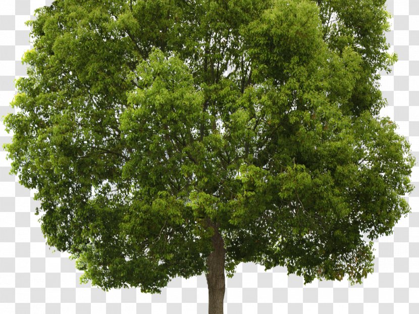 Transparency Tree Populus Nigra Clip Art - Woody Plant Transparent PNG