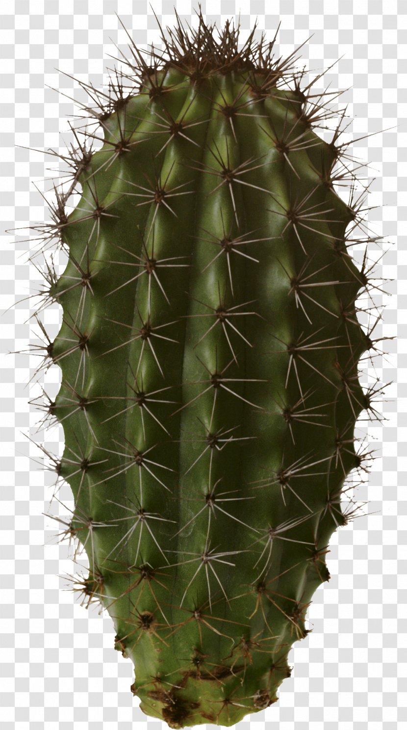 Cactaceae - Cactus - Image Transparent PNG