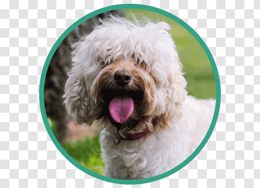 Cockapoo Goldendoodle Schnoodle Portuguese Water Dog Lagotto Romagnolo - Bolognese - Tibetan Terrier Transparent PNG