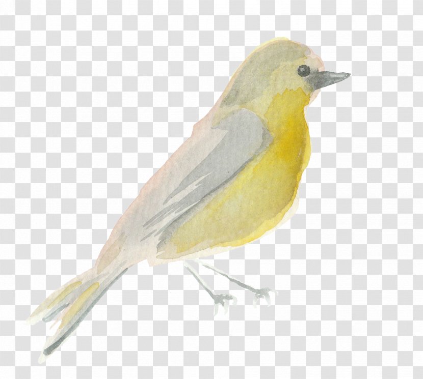 Bird American Sparrows Finch Old World Oriole Flycatcher - Songbird - Watercolor Transparent PNG