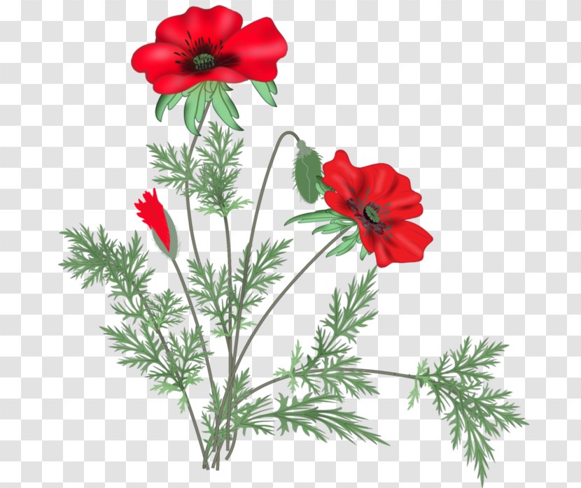 Poppy Flower Blog Clip Art Transparent PNG