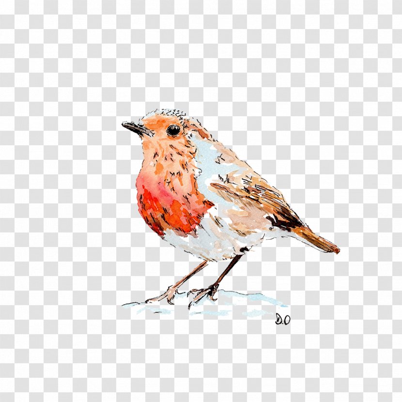European Robin Drawing Paper Bird Watercolor Painting - Feather Transparent PNG