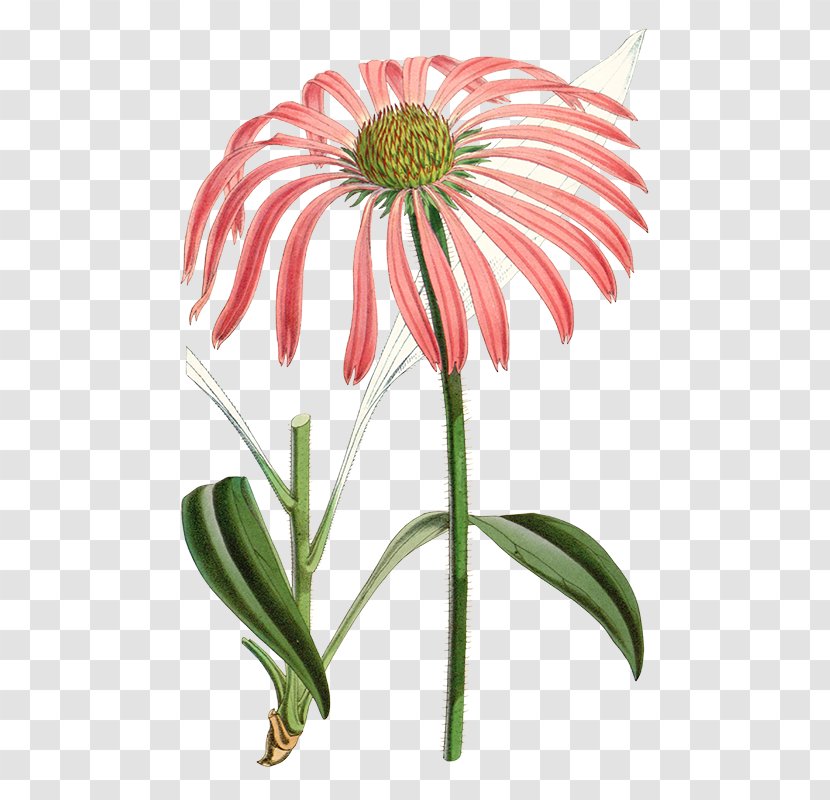 Echinacea Angustifolia Purple Coneflower Daisy Family Herbaceous Plant Perennial - Plants Transparent PNG