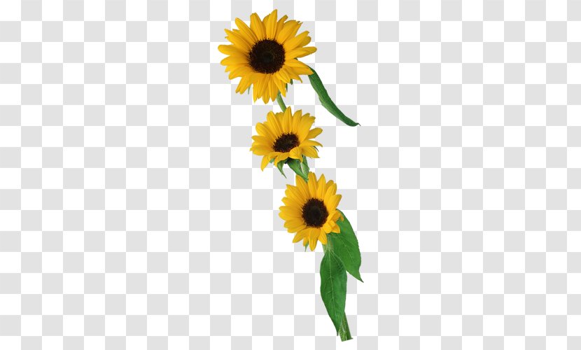 Common Sunflower Floral Design Cut Flowers Seed Transparent PNG