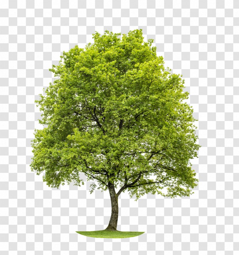 Woodland And Forest My Pocket Garden Tree - Woody Plant Transparent PNG