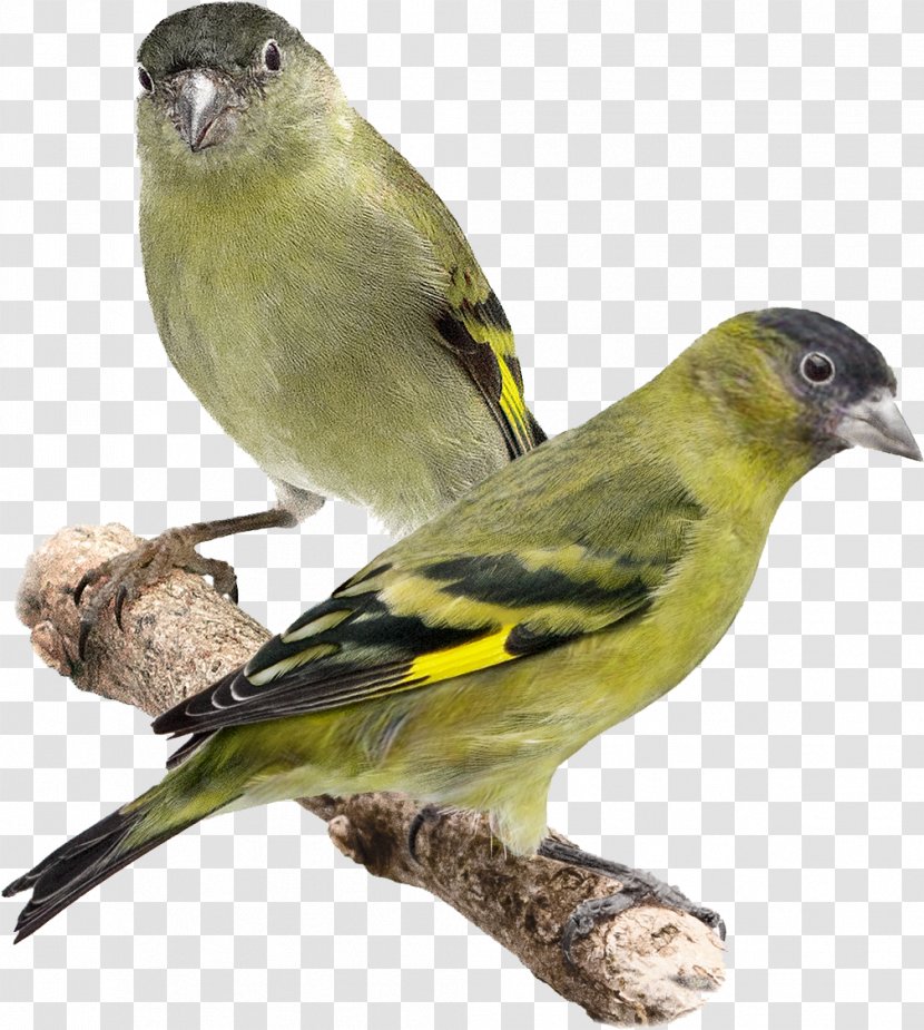 Domestic Canary Bird Black-capped Siskin Eurasian Red - American Sparrows Transparent PNG