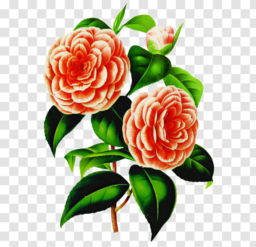 Garden Roses Transparent PNG