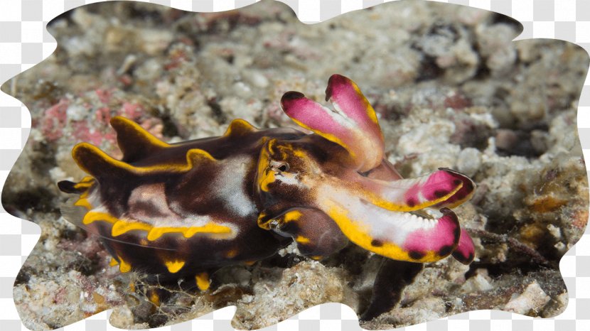 Sipadan Kapalai Metasepia Pfefferi Cuttlefish Resort - Sipadanmabul - Dead Fish Transparent PNG