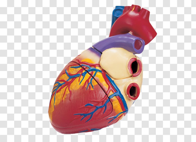 Zang-fu Microsoft PowerPoint Heart Medicine Presentation - Anatomia Transparent PNG