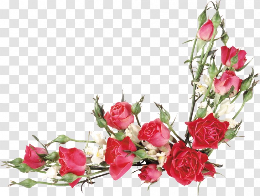 Garden Roses Flower Clip Art - Floristry - Rose Transparent PNG