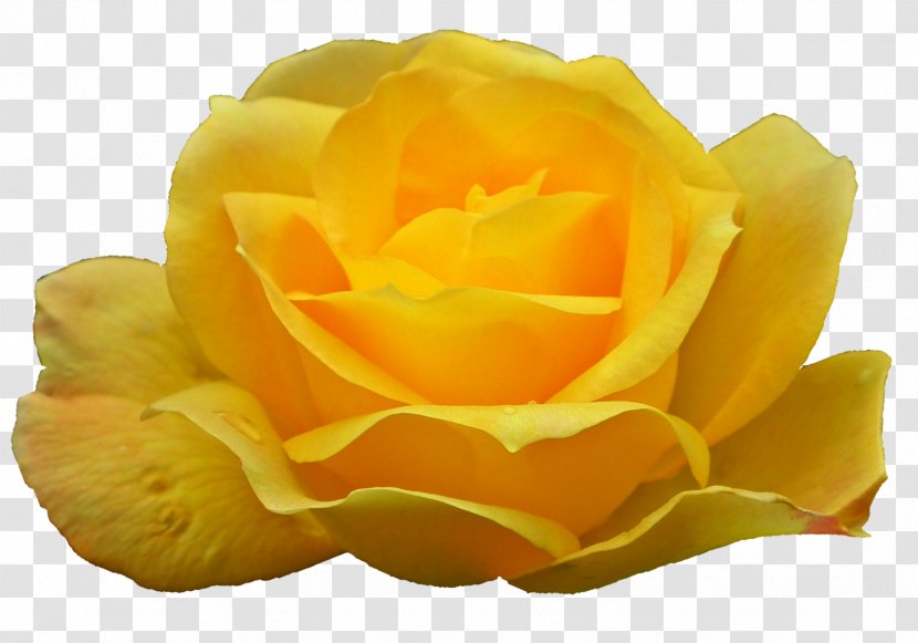 Garden Roses Image Austrian Briar Clip Art - Floribunda - China Yellow Rose Flower Transparent PNG
