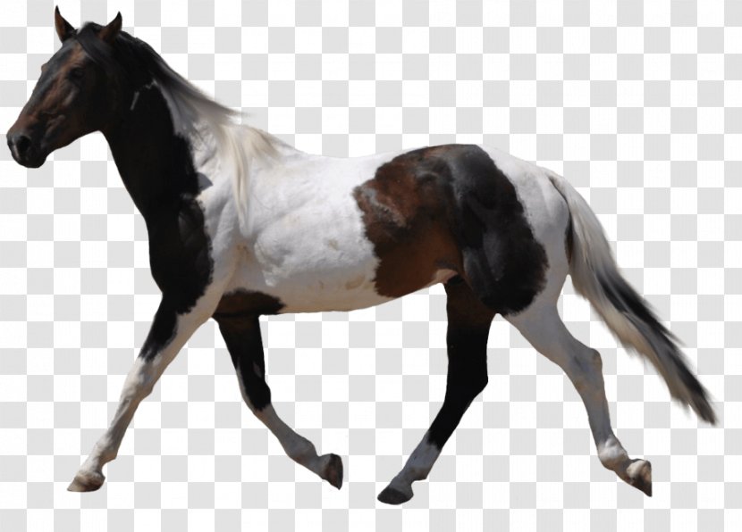 Horse Clip Art - Image Resolution Transparent PNG