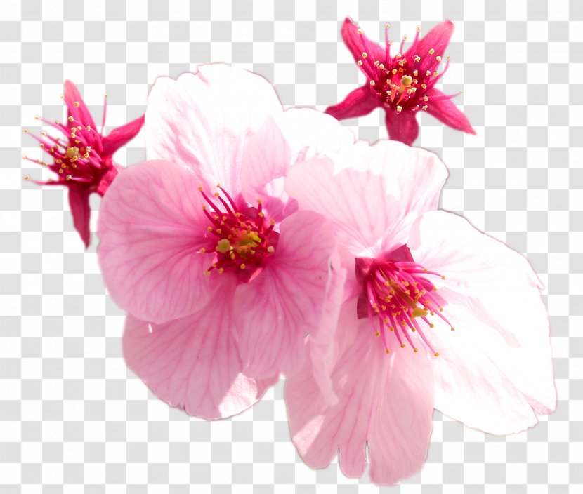 Cherry Blossom ST.AU.150 MIN.V.UNC.NR AD Pink M - Flowering Plant - Flower Transparent PNG