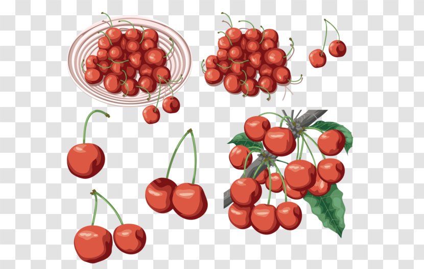Sweet Cherry Cerasus Food Clip Art - Vegetable Transparent PNG