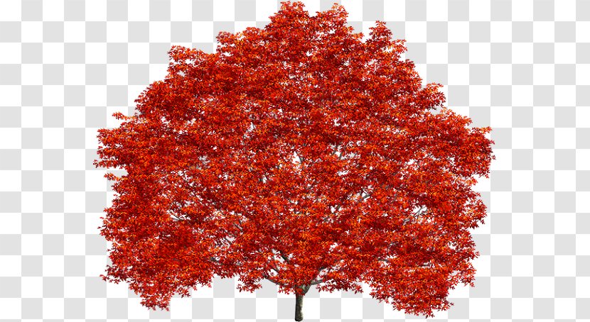 Treelet Shrub Maple Leaf Northern Red Oak - Woody Plant Transparent PNG