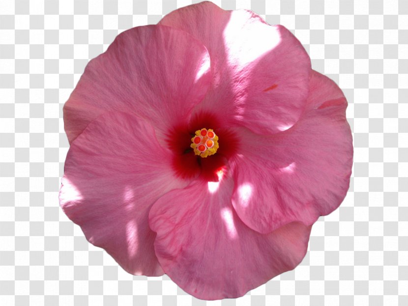 Common Hibiscus Pink Flowers Petal - Mallow Family Transparent PNG
