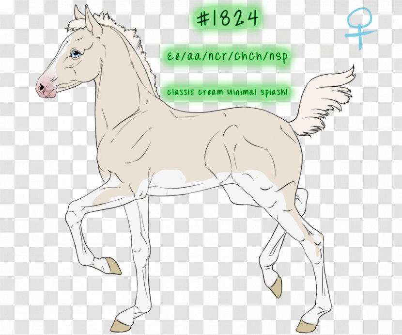 Foal Mane Mustang Bridle Stallion Transparent PNG