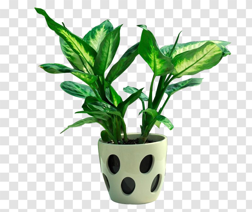 Flowerpot Bonsai Loudspeaker Plant - Potted Plants Transparent PNG