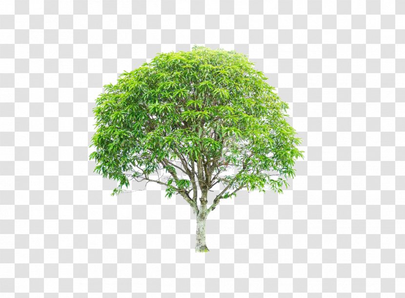 Mango Mangifera Indica Stock Photography Clip Art - White - Green Tree Transparent PNG