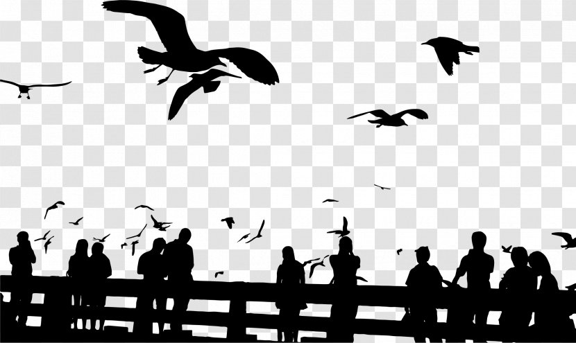 Bird Gulls Silhouette Sky Sunset - Seagull Transparent PNG