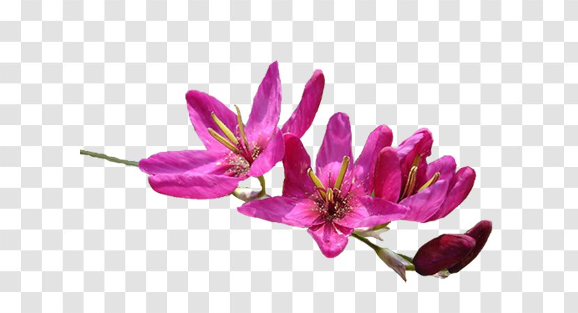 Blog GIF Diary Week - Akhir Pekan - Flower Bud Transparent PNG