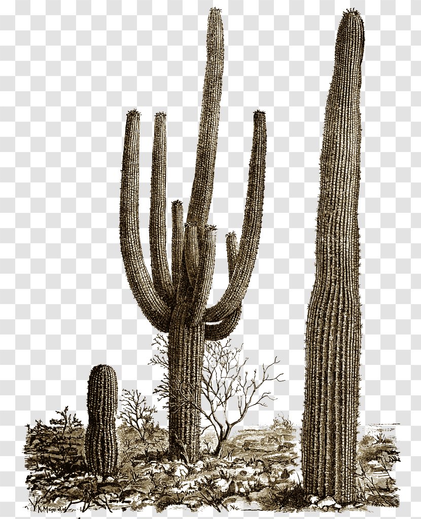Cactaceae Saguaro - Landscape - Cactus 8 Transparent PNG
