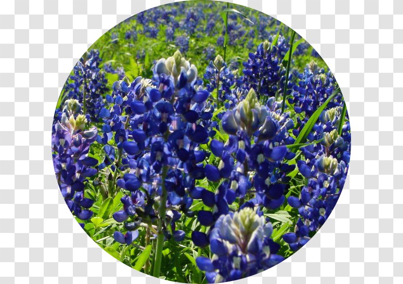 Bluebonnet Royalty-free Image Stock.xchng Photograph - Blog - Blubonnet Poster Transparent PNG