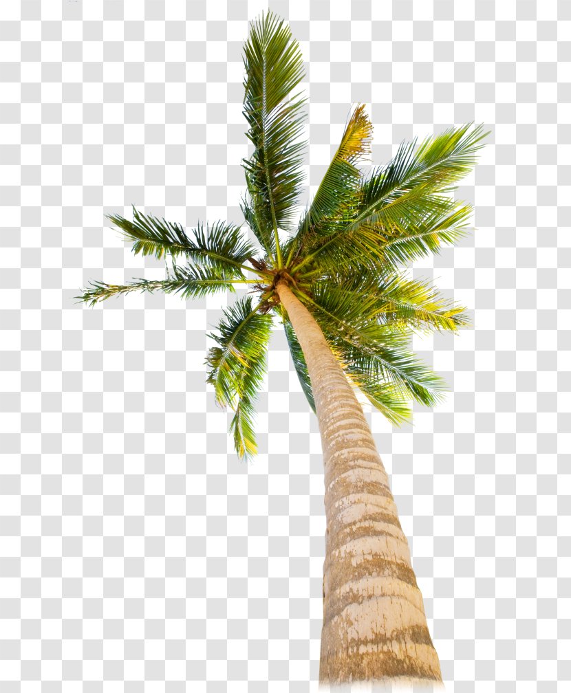 Palm Tree - Woody Plant - Roystonea Sabal Palmetto Transparent PNG