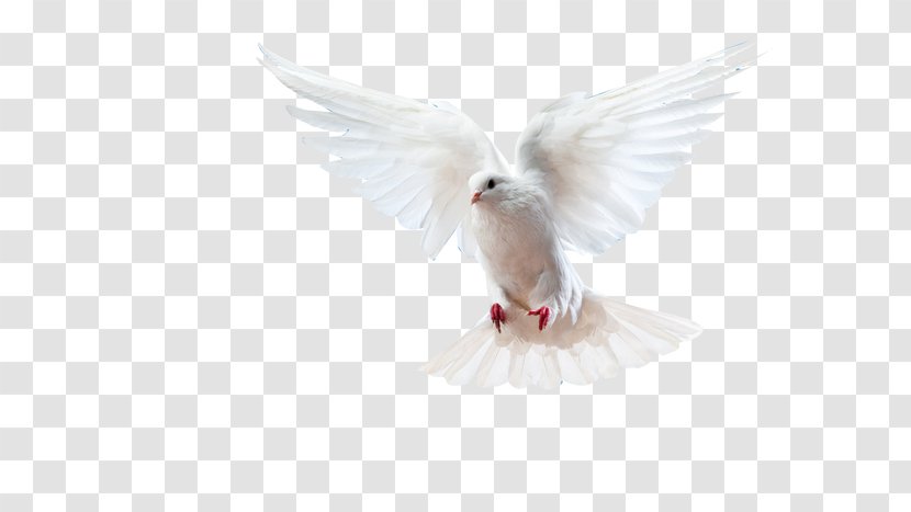 Feather Book Beak - Pigeon Transparent PNG