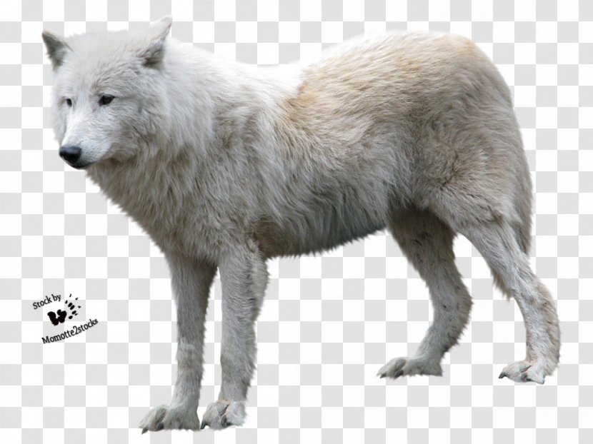 Arctic Wolf Clip Art - Gray Transparent PNG