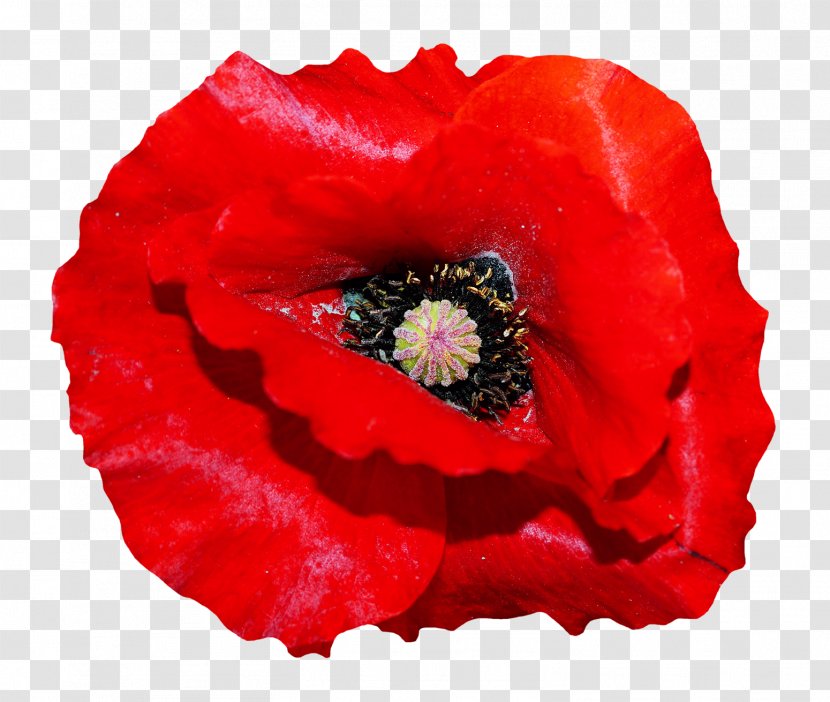 Poppy Flowers - Drawing - Flower Transparent PNG
