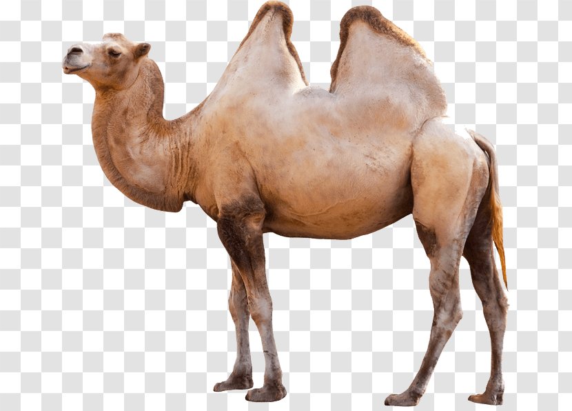 Dromedary Bactrian Camel - Livestock - Image Transparent PNG