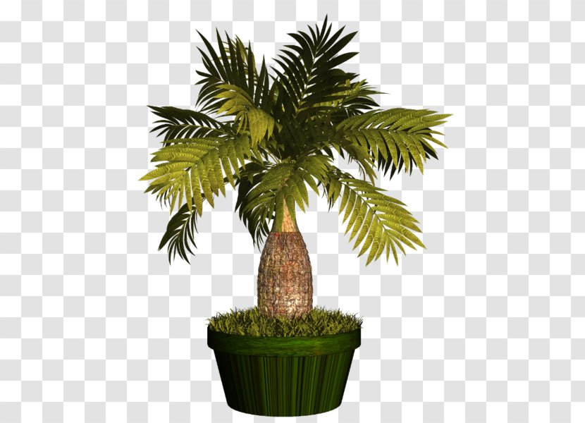 Asian Palmyra Palm Flowerpot Arecaceae Plant - Flower Transparent PNG
