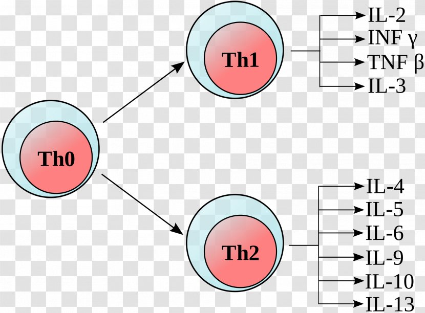 T Helper Cell Lymphocyte Th1 Polaryzacja Immunologiczna - Immunology Transparent PNG